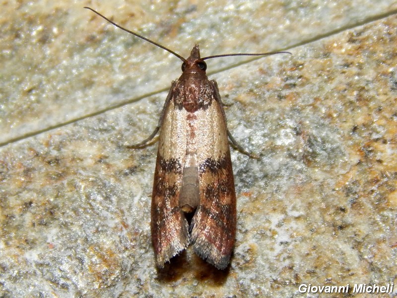 Plodia interpunctella (Pyralidae)